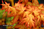 - Acer palmatum 'Kristin's Star' Japanese Maple - Mr Maple │ Buy Japanese Maple Trees