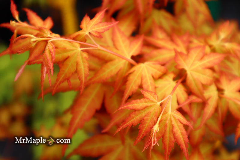 - Acer palmatum 'Kristin's Star' Japanese Maple - Mr Maple │ Buy Japanese Maple Trees