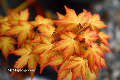 - Acer palmatum 'Kristin's Star' Japanese Maple - Mr Maple │ Buy Japanese Maple Trees