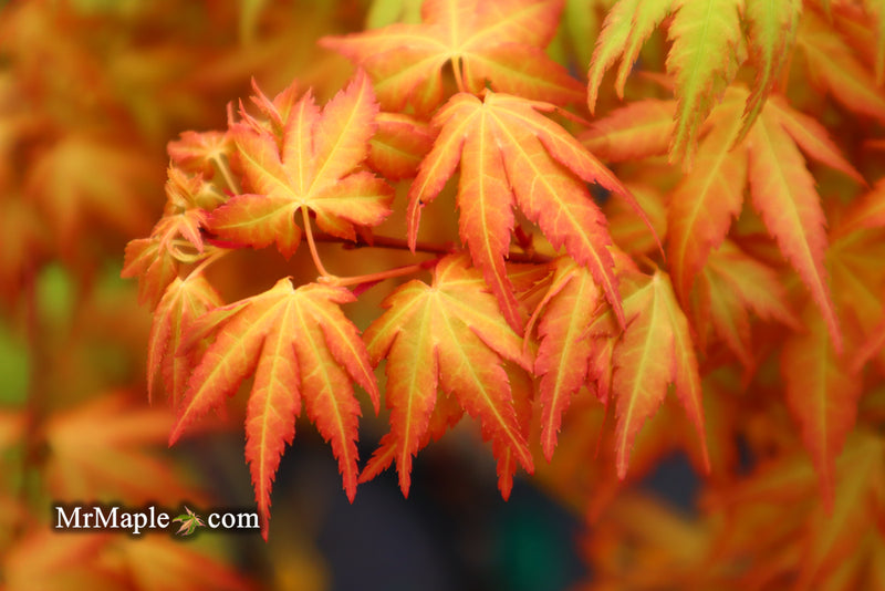 - Acer palmatum 'Kristin's Star' Japanese Maple - Mr Maple │ Buy Japanese Maple Trees