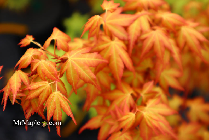 - Acer palmatum 'Kristin's Star' Japanese Maple - Mr Maple │ Buy Japanese Maple Trees