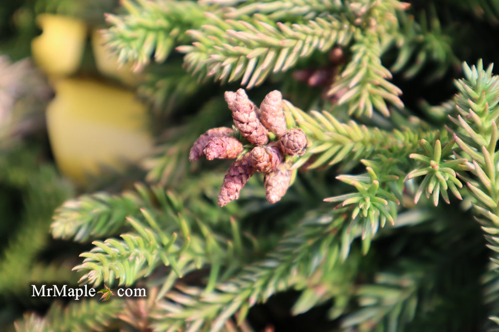 Cryptomeria japonica 'Gyokuryu' Pyramidal Japanese Cedar