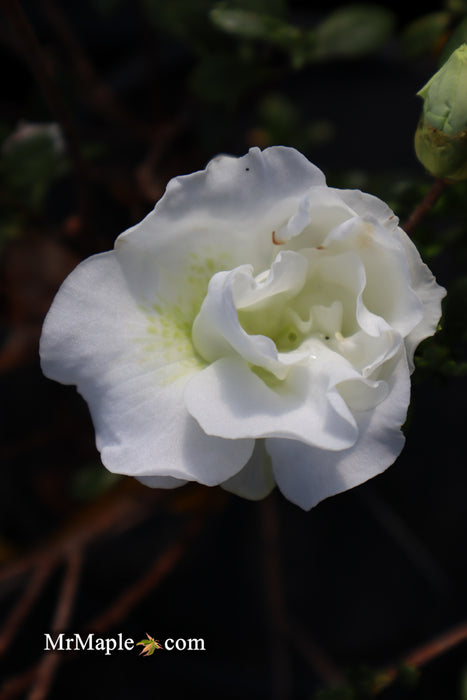 Azalea 'Hardy Gardenia’ Double White Flowering Azalea