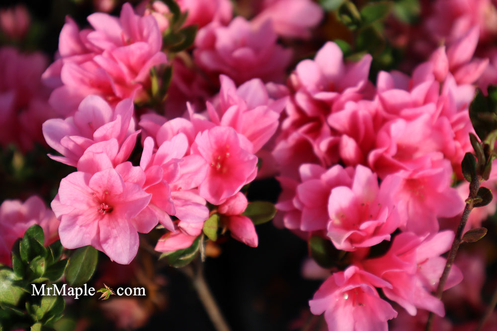 Azalea 'Coral Bells’ Coral Pink Flowering Kurume Azalea