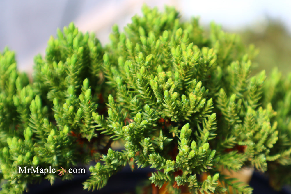 Juniperus procumbens 'Green Mound' Dwarf Juniper