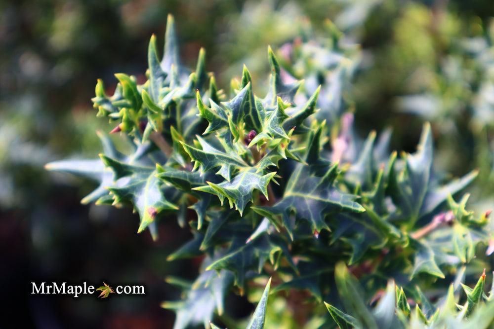 Osmanthus heterophyllus 'Hariyama' Spiky Compact Fragrant Tea Olive