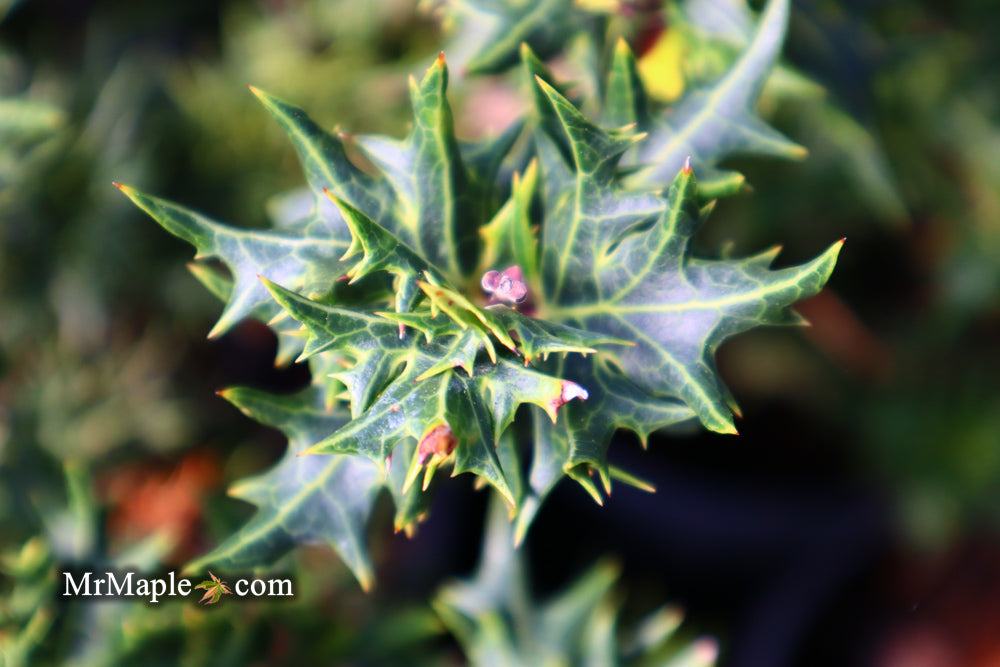 Osmanthus heterophyllus 'Hariyama' Spiky Compact Fragrant Tea Olive