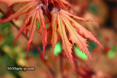 - Acer palmatum 'Strawberry Spring' Reticulated Japanese Maple - Mr Maple │ Buy Japanese Maple Trees