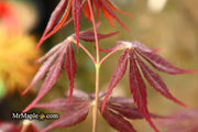 - Acer shirasawanum 'Royalty' Red Full Moon Japanese Maple - Mr Maple │ Buy Japanese Maple Trees