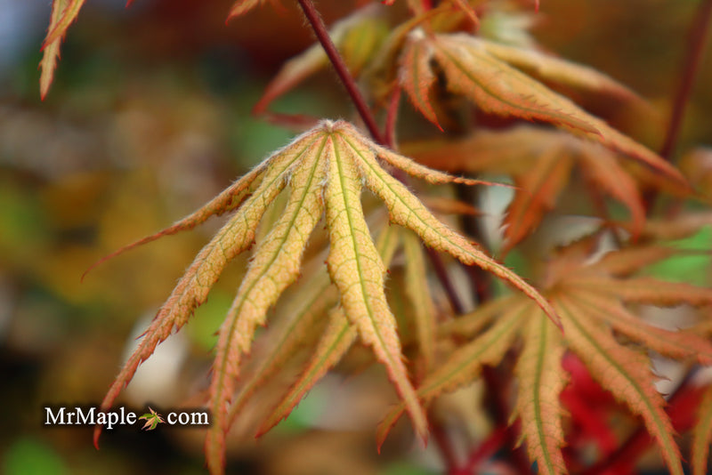 - Acer palmatum 'Amber Ghost' Japanese Maple - Mr Maple │ Buy Japanese Maple Trees