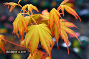 - Acer palmatum 'Alan's Gold' Pinebark Japanese Maple - Mr Maple │ Buy Japanese Maple Trees