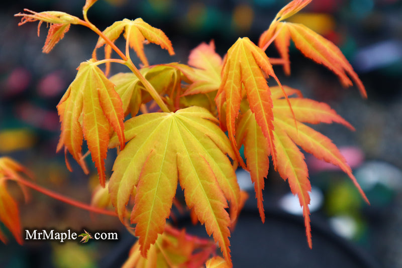 - Acer palmatum 'Alan's Gold' Pinebark Japanese Maple - Mr Maple │ Buy Japanese Maple Trees