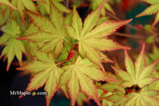 - Acer palmatum 'Orange Dream' Japanese Maple - Mr Maple │ Buy Japanese Maple Trees