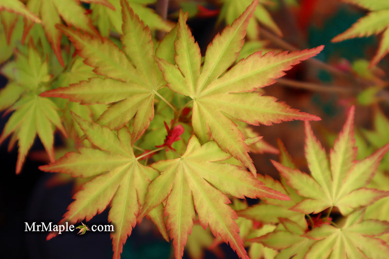 - Acer palmatum 'Orange Dream' Japanese Maple - Mr Maple │ Buy Japanese Maple Trees