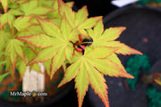 - Acer palmatum 'Orange Dream' Japanese Maple - Mr Maple │ Buy Japanese Maple Trees