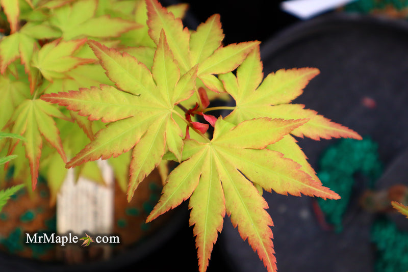 - Acer palmatum 'Orange Dream' Japanese Maple - Mr Maple │ Buy Japanese Maple Trees