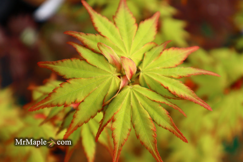 - Acer palmatum 'Orange Dream' Japanese Maple - Mr Maple │ Buy Japanese Maple Trees