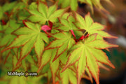 - Acer palmatum 'Orange Dream' Japanese Maple - Mr Maple │ Buy Japanese Maple Trees