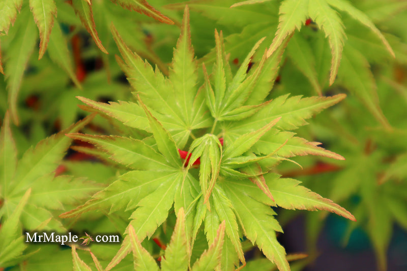 - Acer palmatum 'Sango kaku' Coral Bark Japanese Maple - Mr Maple │ Buy Japanese Maple Trees