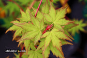 - Acer palmatum 'Sango kaku' Coral Bark Japanese Maple - Mr Maple │ Buy Japanese Maple Trees
