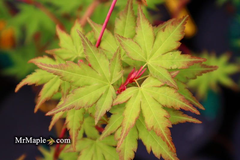 - Acer palmatum 'Sango kaku' Coral Bark Japanese Maple - Mr Maple │ Buy Japanese Maple Trees