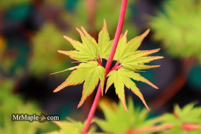 - Acer palmatum 'Sango kaku' Coral Bark Japanese Maple - Mr Maple │ Buy Japanese Maple Trees