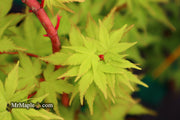 - Acer palmatum 'Sango kaku' Coral Bark Japanese Maple - Mr Maple │ Buy Japanese Maple Trees