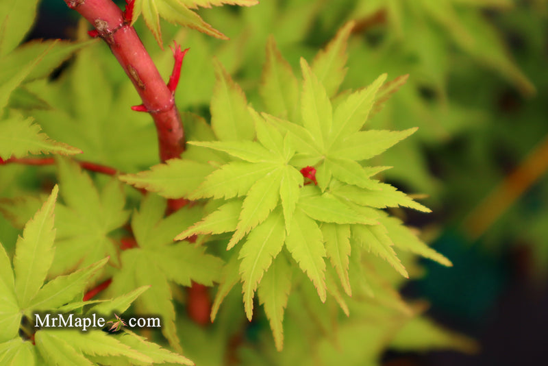 - Acer palmatum 'Sango kaku' Coral Bark Japanese Maple - Mr Maple │ Buy Japanese Maple Trees