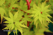 - Acer palmatum 'Sango kaku' Coral Bark Japanese Maple - Mr Maple │ Buy Japanese Maple Trees