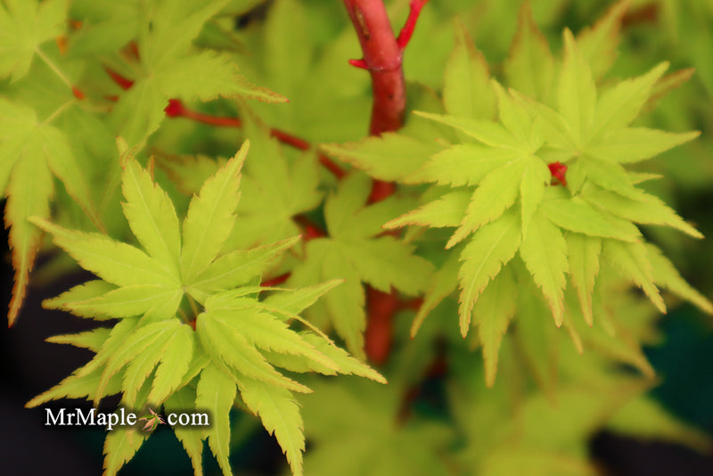 - Acer palmatum 'Sango kaku' Coral Bark Japanese Maple - Mr Maple │ Buy Japanese Maple Trees