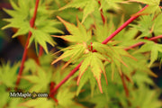- Acer palmatum 'Sango kaku' Coral Bark Japanese Maple - Mr Maple │ Buy Japanese Maple Trees