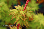 - Acer palmatum 'Sango kaku' Coral Bark Japanese Maple - Mr Maple │ Buy Japanese Maple Trees
