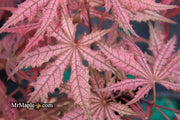 - Acer palmatum 'Celebration' Japanese Maple - Mr Maple │ Buy Japanese Maple Trees