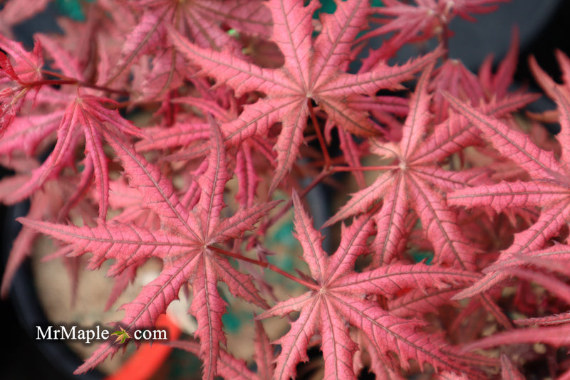 - Acer palmatum 'Celebration' Japanese Maple - Mr Maple │ Buy Japanese Maple Trees