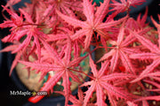 - Acer palmatum 'Celebration' Japanese Maple - Mr Maple │ Buy Japanese Maple Trees