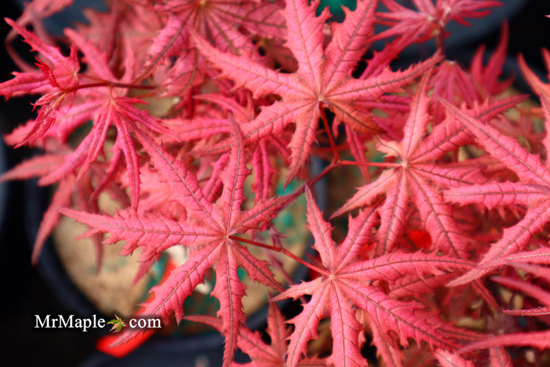 - Acer palmatum 'Celebration' Japanese Maple - Mr Maple │ Buy Japanese Maple Trees