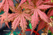 - Acer palmatum 'Celebration' Japanese Maple - Mr Maple │ Buy Japanese Maple Trees