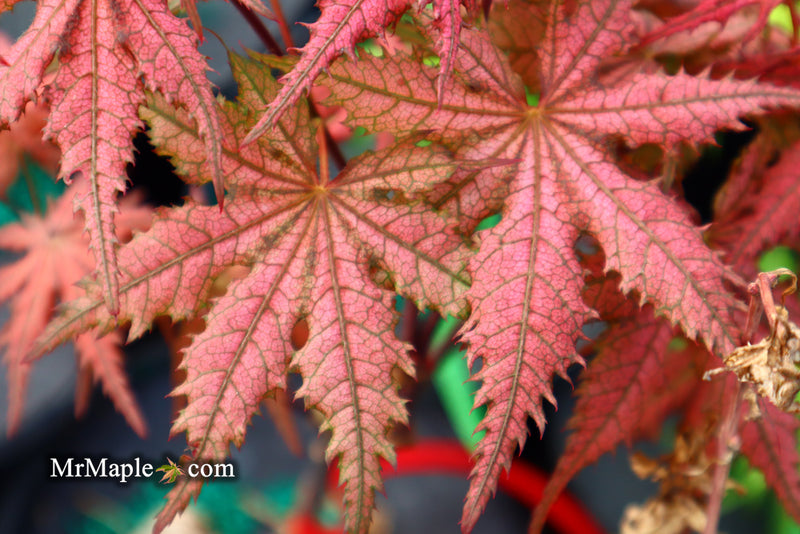 - Acer palmatum 'Celebration' Japanese Maple - Mr Maple │ Buy Japanese Maple Trees