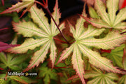 - Acer palmatum 'Firefly' Japanese Maple - Mr Maple │ Buy Japanese Maple Trees