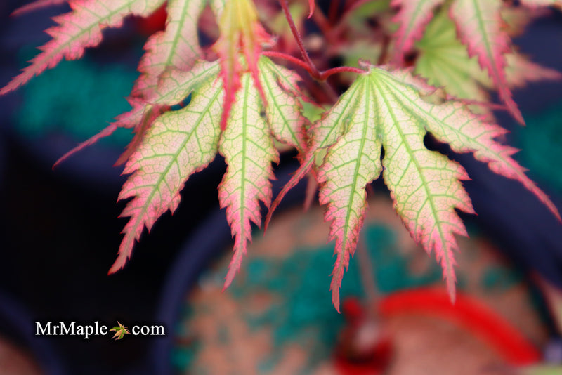 - Acer palmatum 'Firefly' Japanese Maple - Mr Maple │ Buy Japanese Maple Trees