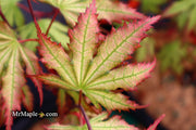 - Acer palmatum 'Firefly' Japanese Maple - Mr Maple │ Buy Japanese Maple Trees