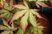 - Acer palmatum 'Firefly' Japanese Maple - Mr Maple │ Buy Japanese Maple Trees
