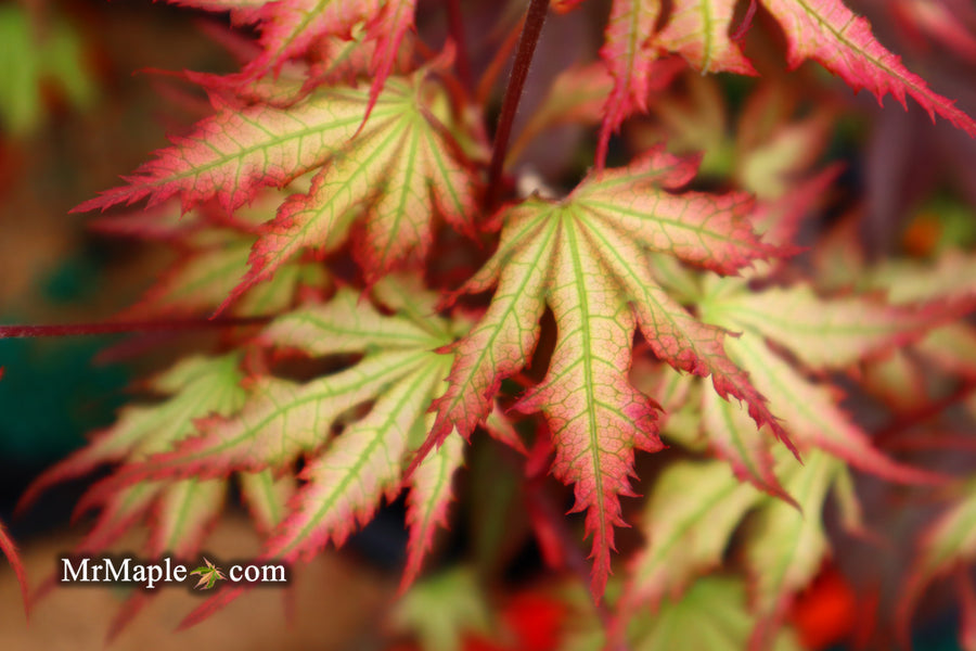 Buy Fagus sylvatica 'Rohan Gold' Golden European Beech Tree — Mr Maple │  Buy Japanese Maple Trees