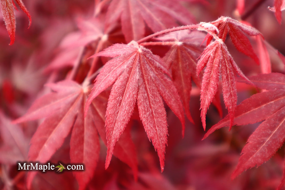 FOR PICKUP ONLY | Acer palmatum 'Fireglow' Japanese Maple | DOES NOT SHIP