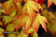 - Acer palmatum 'Summer Gold' Japanese Maple - Mr Maple │ Buy Japanese Maple Trees