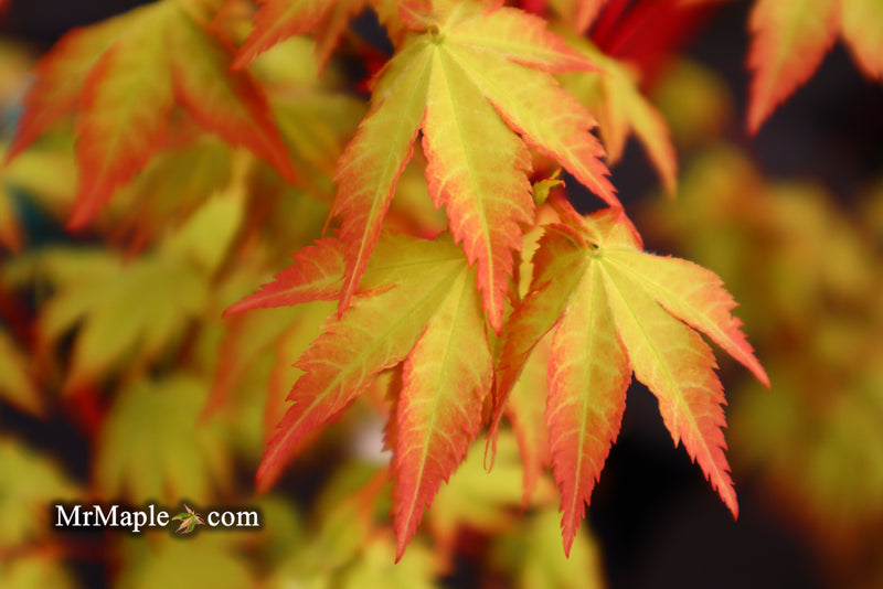 - Acer palmatum 'Summer Gold' Japanese Maple - Mr Maple │ Buy Japanese Maple Trees
