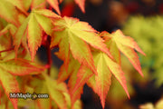 - Acer palmatum 'Summer Gold' Japanese Maple - Mr Maple │ Buy Japanese Maple Trees
