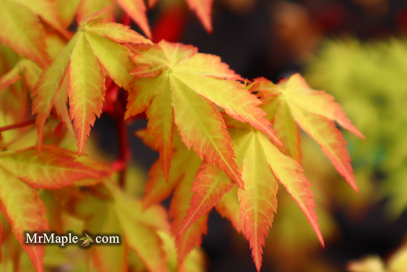 - Acer palmatum 'Summer Gold' Japanese Maple - Mr Maple │ Buy Japanese Maple Trees