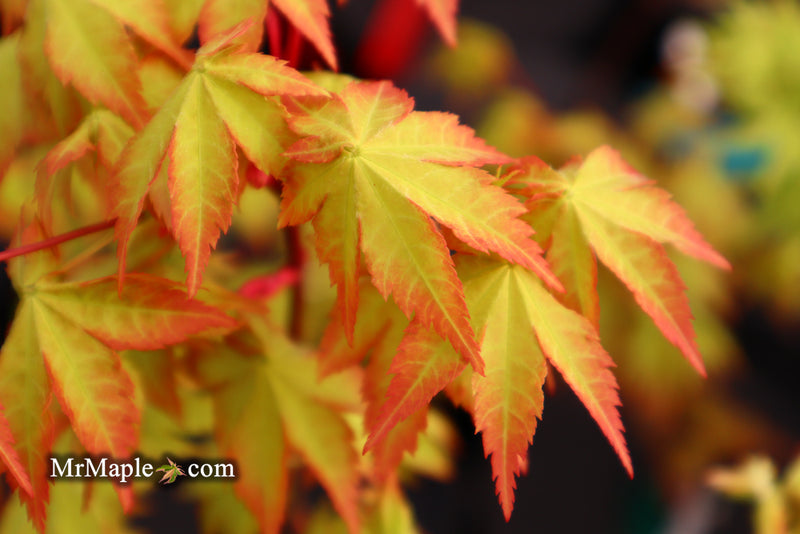 - Acer palmatum 'Summer Gold' Japanese Maple - Mr Maple │ Buy Japanese Maple Trees