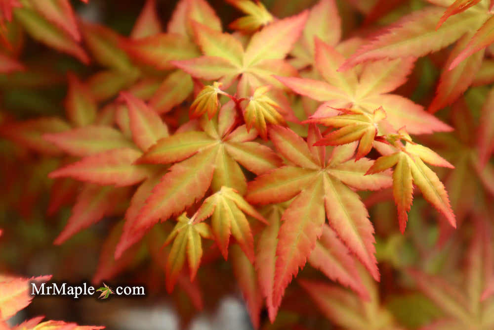 Acer palmatum 'Red Wine' Red Japanese Maple